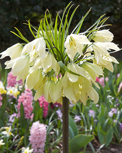 Fritillaria velkokvetá raddeana 16/+, 10 kusov  